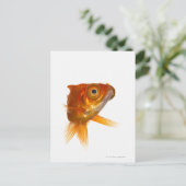 Goldfisch mit großen Augen 3 Postkarte (Stehend Vorderseite)