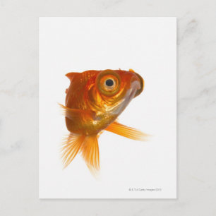 Goldfisch mit großen Augen 3 Postkarte