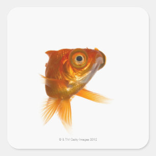Goldfisch mit großen Augen 3 Quadratischer Aufkleber