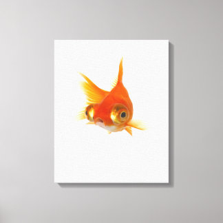 Goldfisch mit großen Augen Leinwanddruck