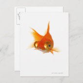 Goldfisch mit großen Augen Postkarte (Vorne/Hinten)