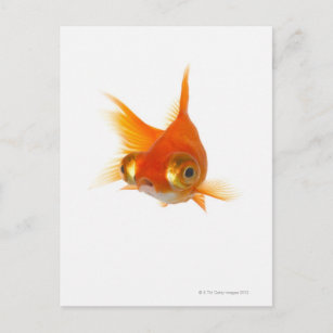 Goldfisch mit großen Augen Postkarte