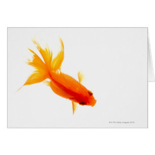 Goldfisch, obenliegende Ansicht