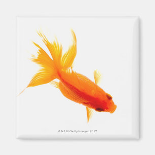 Goldfisch, obenliegende Ansicht Magnet