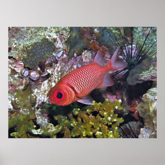 Goldfisch Poster (Vorne)