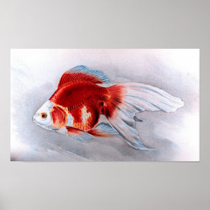 Goldfisch Poster