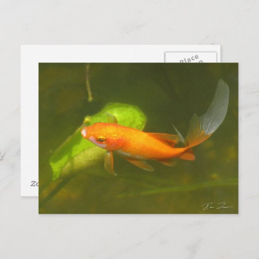 Goldfisch Postkarte (Vorne/Hinten)