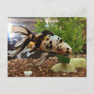 Goldfisch Postkarte