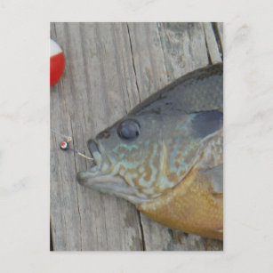 Goldfisch Postkarte