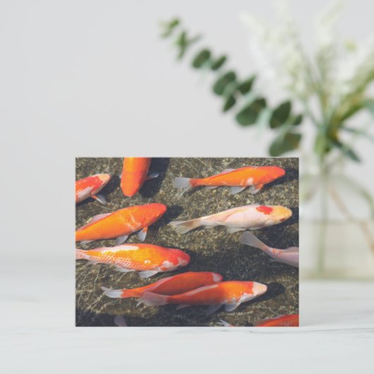 Goldfisch Postkarte (Stehend Vorderseite)