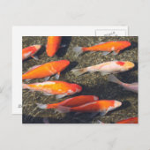 Goldfisch Postkarte (Vorne/Hinten)