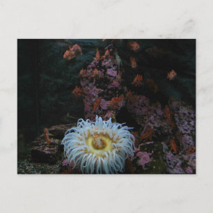 Goldfisch und Meeresanemon Postkarte
