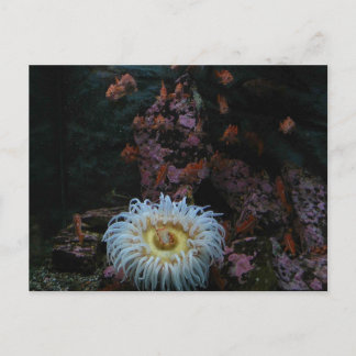 Goldfisch und Meeresanemon Postkarte