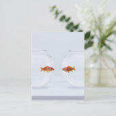 Goldfische in separaten Fischschalen, die direkt n Postkarte (Stehend Vorderseite)