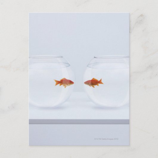 Goldfische in separaten Fischschalen, die von Ange Postkarte (Vorderseite)