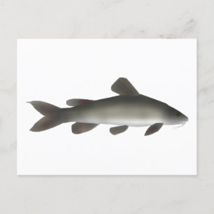 Goldfische Postkarte