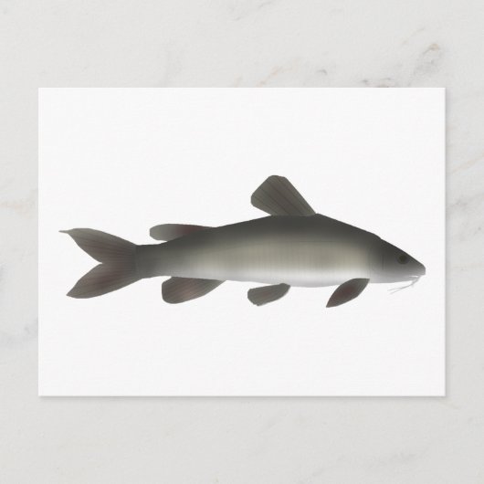 Goldfische Postkarte (Vorderseite)