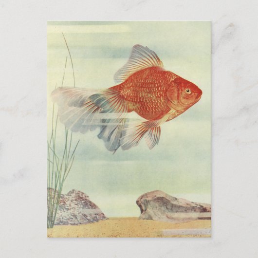 Goldfische T - Shirt, Karten & Geschenke! (Vorderseite)