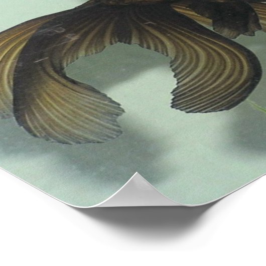 Goldfischportfolio Poster (Ecke)