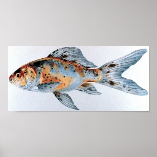 Goldfischportfolio Shubunkin Poster (Vorne)