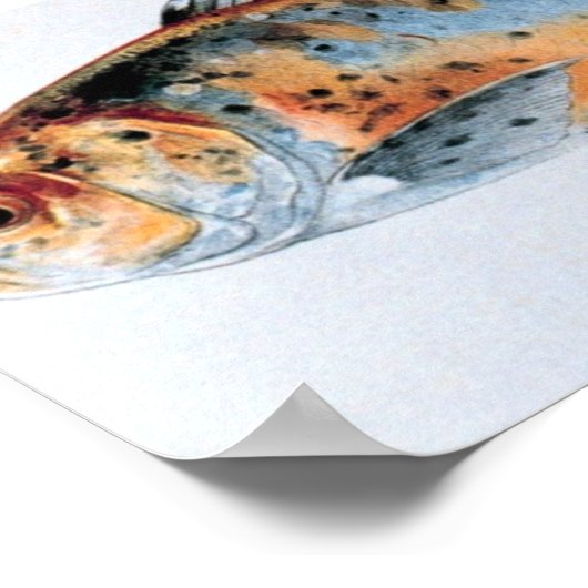 Goldfischportfolio Shubunkin Poster (Ecke)