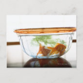 Goldfischschale Postkarte (Vorderseite)