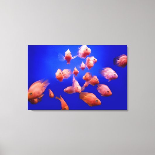 Goldfish 2 leinwanddruck (Vorderseite)