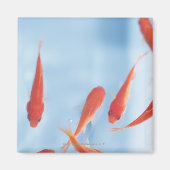 Goldfish 2 magnet (Vorne)
