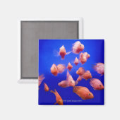 Goldfish 2 magnet (Vorderseite/Rückseite)