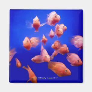 Goldfish 2 magnet