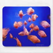Goldfish 2 mousepad (Vorne)