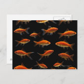 Goldfish 2 postkarte (Vorne/Hinten)