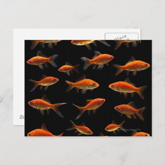Goldfish 2 postkarte (Vorne/Hinten)