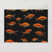 Goldfish 2 postkarte (Vorderseite)