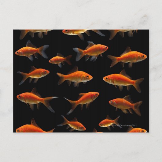 Goldfish 2 postkarte (Vorderseite)
