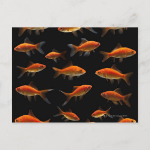 Goldfish 2 postkarte