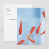 Goldfish 2 postkarte (Vorne/Hinten)