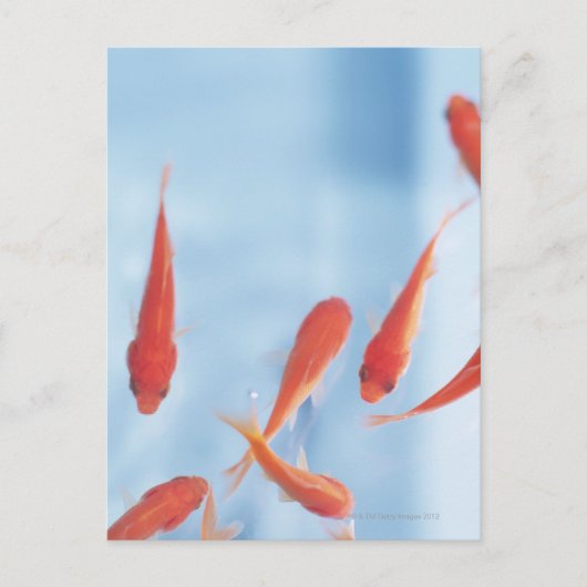 Goldfish 2 postkarte (Vorderseite)