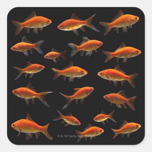 Goldfish 2 quadratischer aufkleber (Vorderseite)