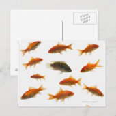 Goldfish 3 postkarte (Vorne/Hinten)
