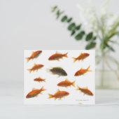 Goldfish 3 postkarte (Stehend Vorderseite)