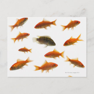 Goldfish 3 postkarte