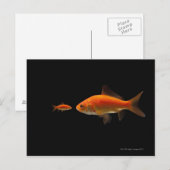 Goldfish 4 postkarte (Vorne/Hinten)
