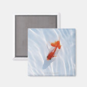 Goldfish 5 magnet (Vorderseite/Rückseite)