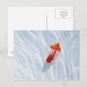 Goldfish 5 postkarte (Vorne/Hinten)