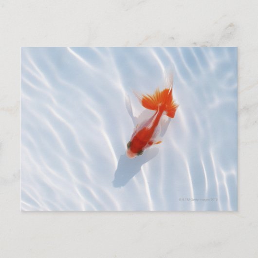 Goldfish 5 postkarte (Vorderseite)