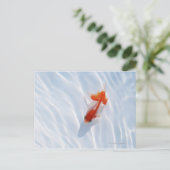 Goldfish 5 postkarte (Stehend Vorderseite)
