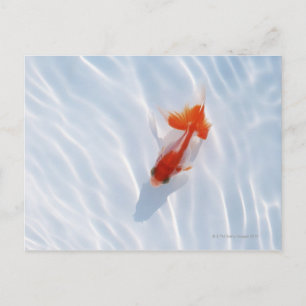 Goldfish 5 postkarte
