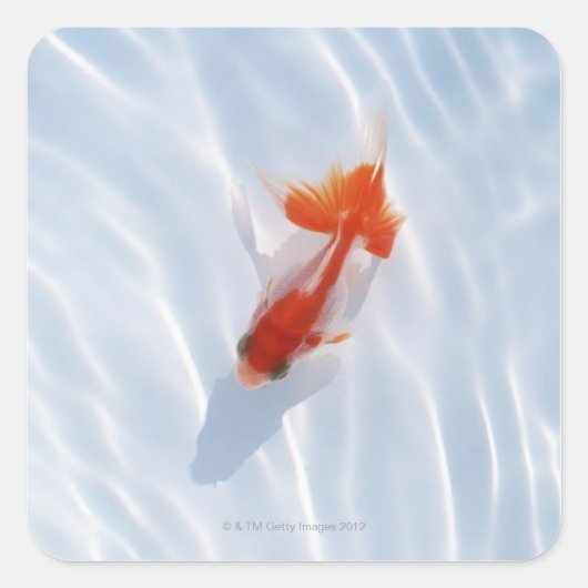 Goldfish 5 quadratischer aufkleber (Vorderseite)