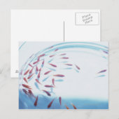 Goldfish 6 postkarte (Vorne/Hinten)